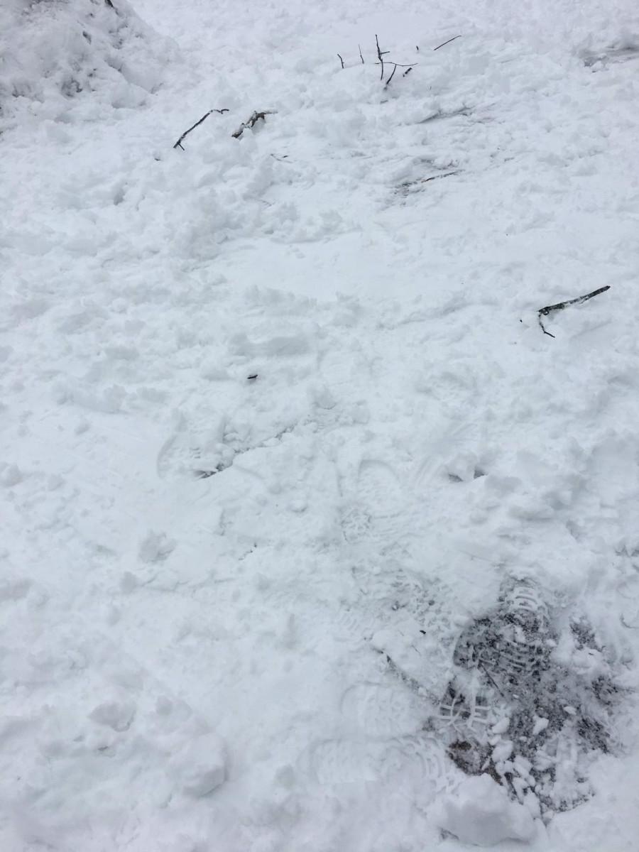 IMG 3130