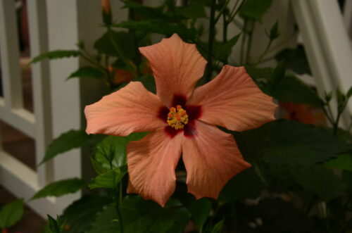 DSC 0185